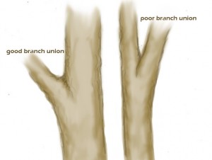 branchunion