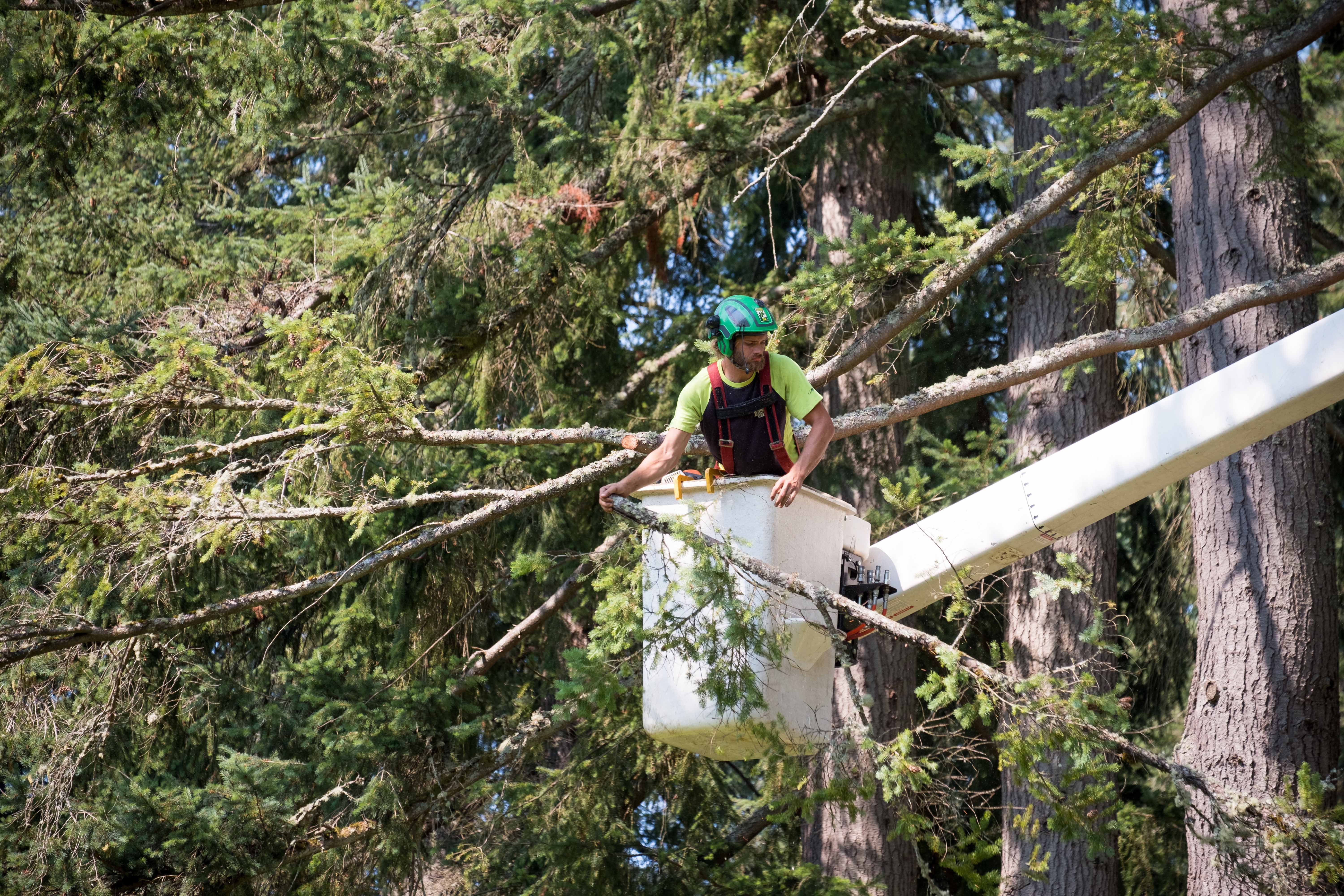 Benefits of using a bucket truck for tree work Eastside Tree Works