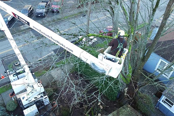 Heavy snowfall can cause Seattle tree branches to break but preventative pruning can minimize risk of breakage.
