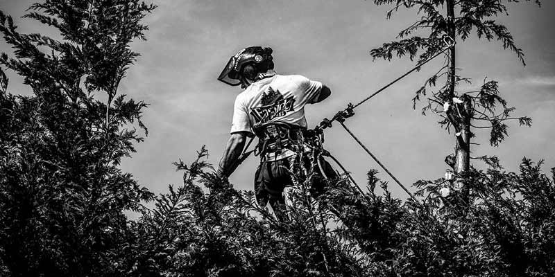 Why Use Seattle Certified Arborists For Tree Services ...