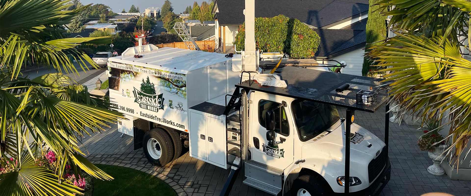 Seattle homeowners guide spring tree care and pruning