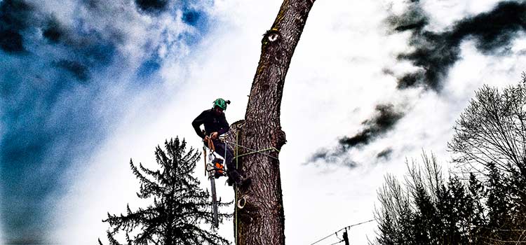 expert tree care