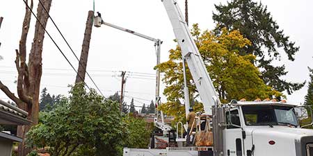 crane tree removal