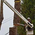 tree removal using a crane