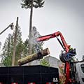 emergency tree removal service