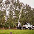 tree care maintenance