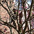 tree pruning service
