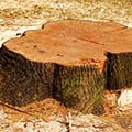stump grinding