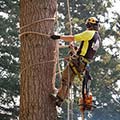 tree removal in tight quarters