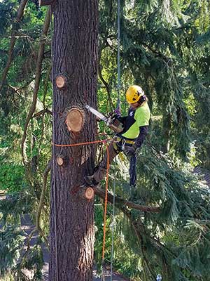 Seattle Tree Service, Arborists