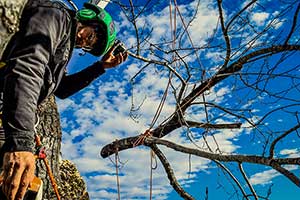 seattle tree pruning