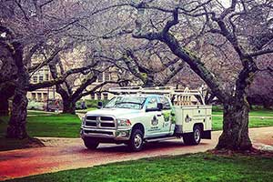 crane assisted tree removal