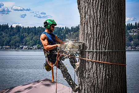 tree removal