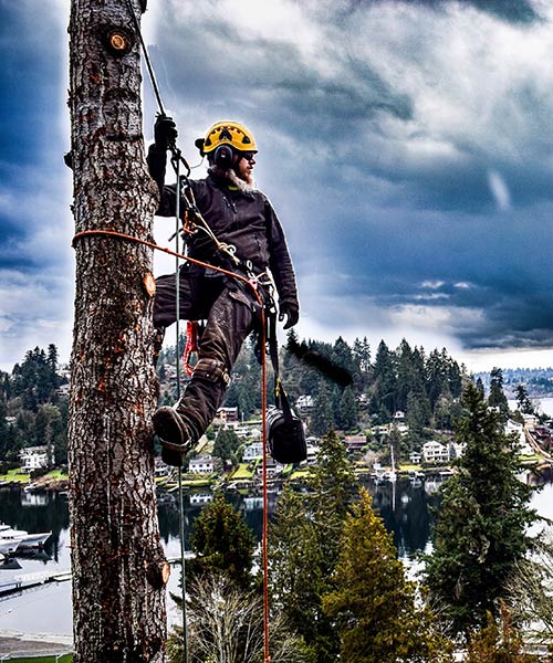residential tree services