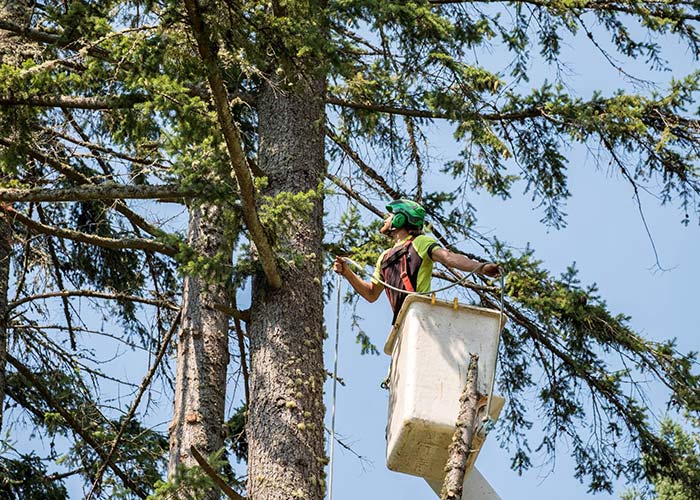 crane tree service