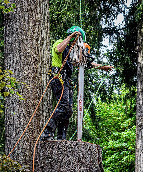 preventative tree pruning