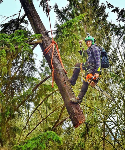 preventative tree maintenance