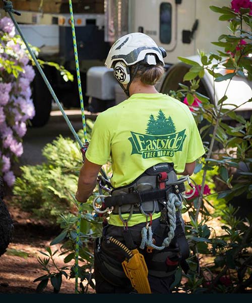 preservation tree service