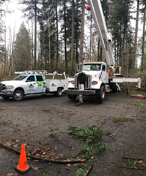 certified arborists