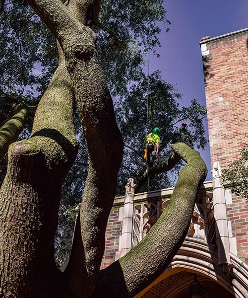 tree pruning experts
