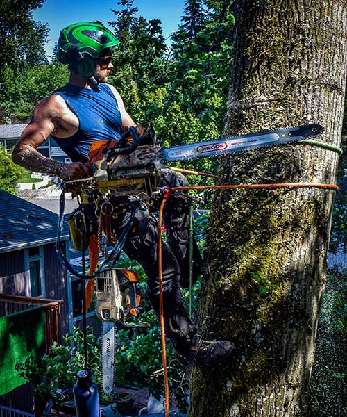 tree removal equipment