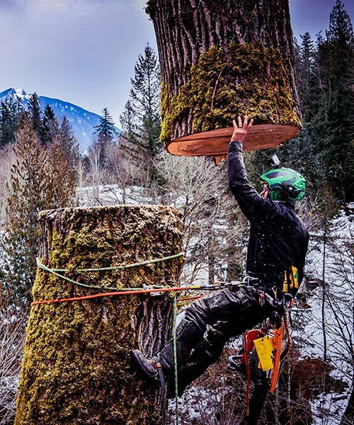 Tree Removal Seattle WA