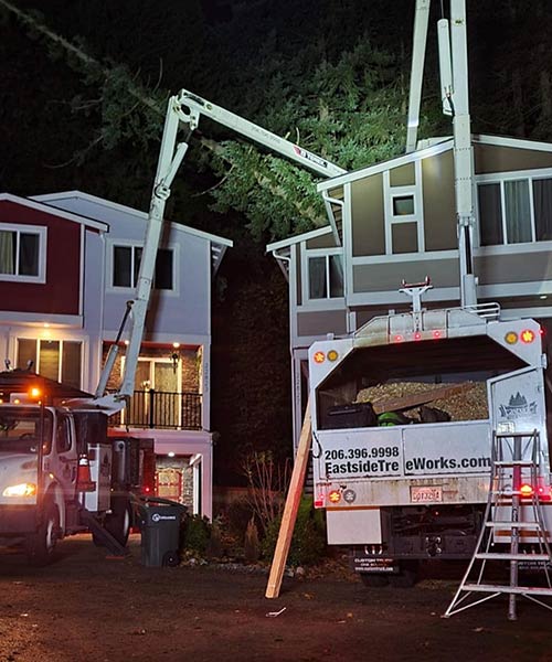 storm damage tree removal