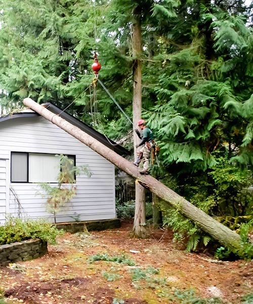 storm damage tree removal services