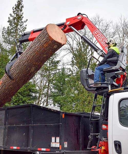 stump grinding removal