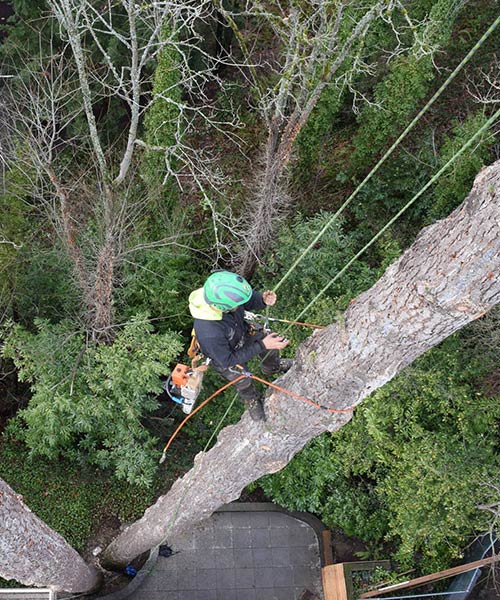 tight-quarters tree removal