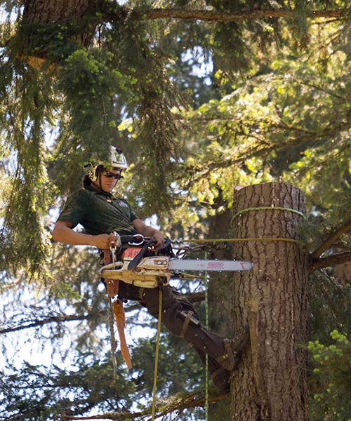 tight-quarters tree removal