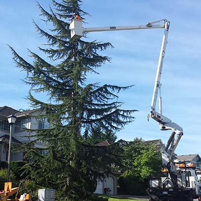 crane to remove trees
