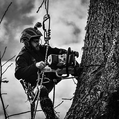 tree removal in Seattle