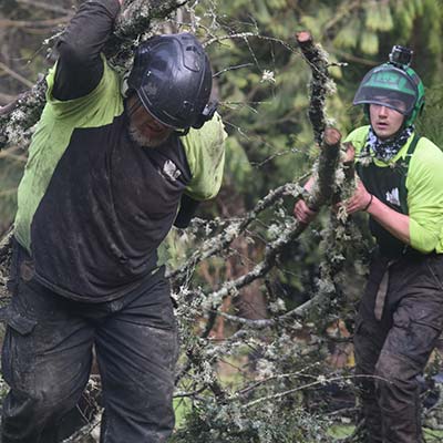 tree removals