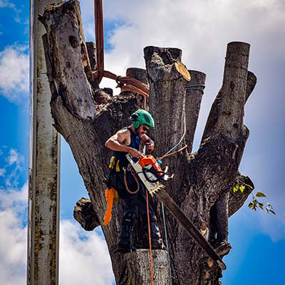 tree felling