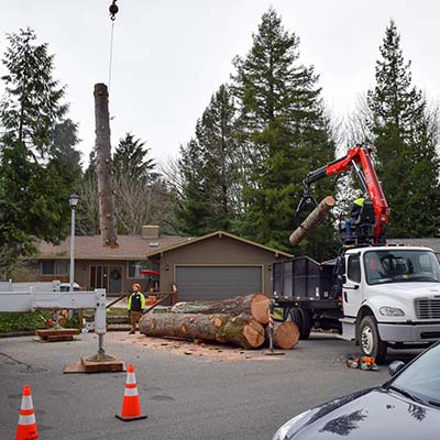 seattle city tree removal
