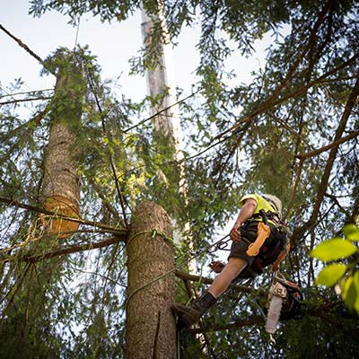 arborist tree trimming