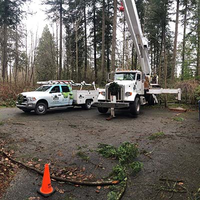 seattle tree care