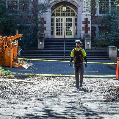 tree removal professional