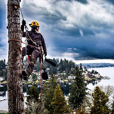 preventive maintenance tree service
