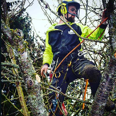 local tree pruning service