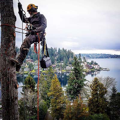 arborist tree trimming