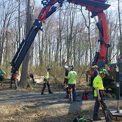 crane tree removals