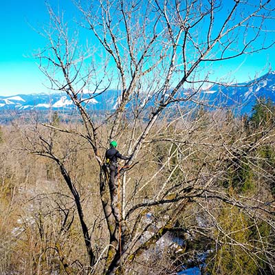 tree pruning Seattle