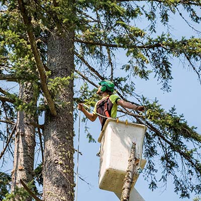 crane for tree removal