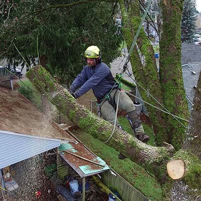 tree removal with crane